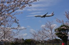 JAL 564
