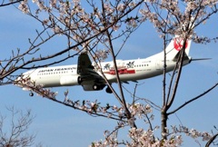 JAL 84