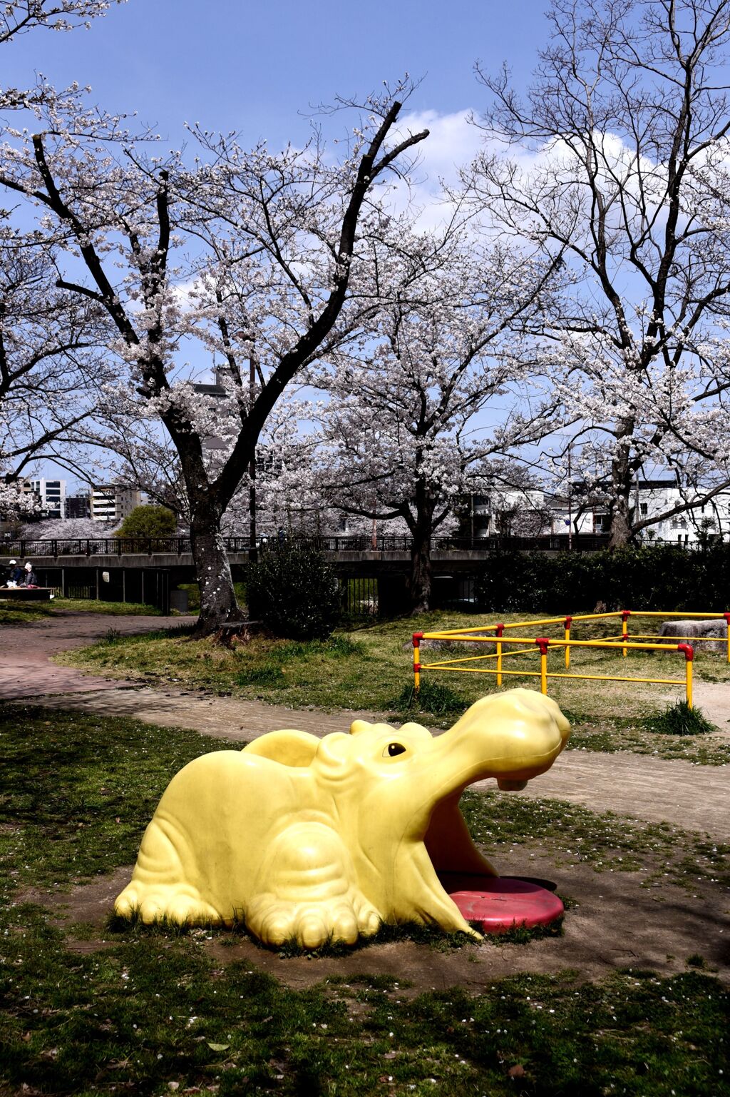 「2025桜 」13