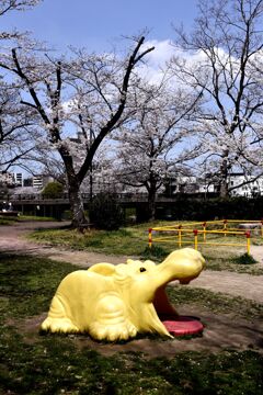 「2025桜 」13