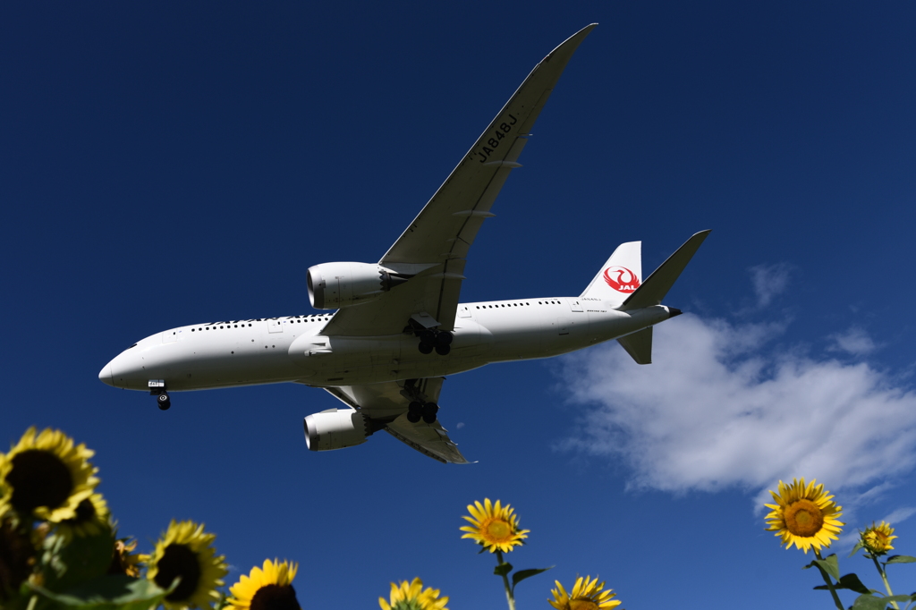 JAL 1120