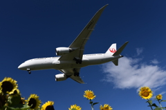 JAL 1120