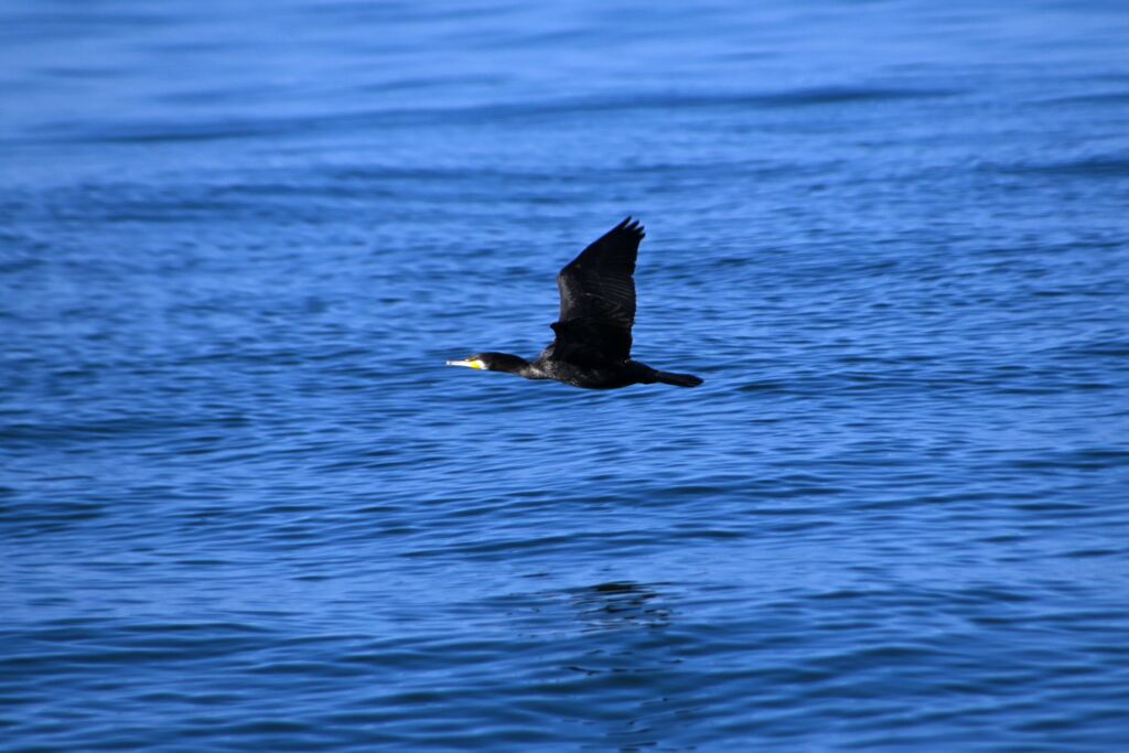 らんだむ。らんだむ。ラン！ラン！ラン！その百四十五「 何処へ」05