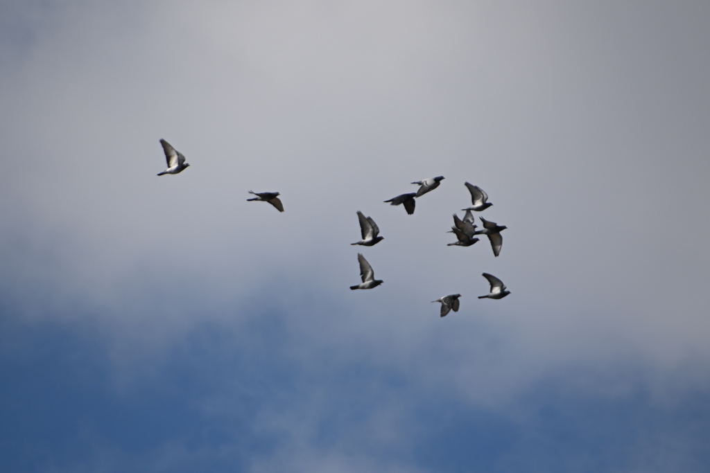 らんだむ。らんだむ。ラン！ラン！ラン！その百四十八「 何処へ」07