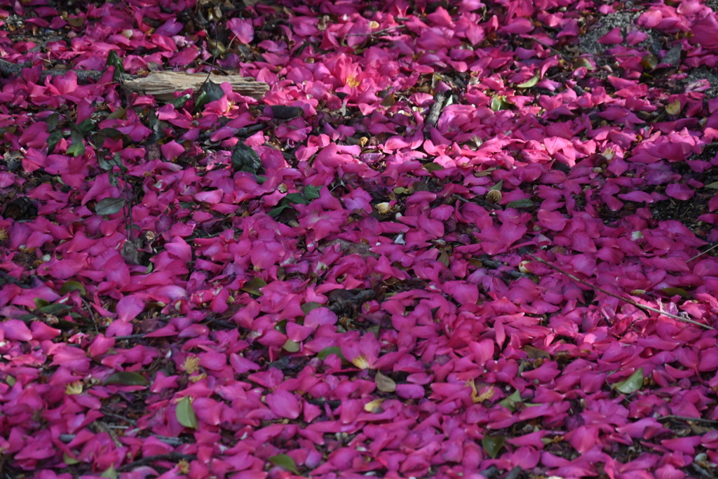 「 過去を忘れてくれますか？」