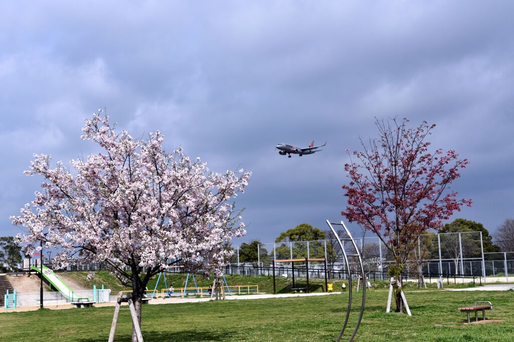 桜　2024　その七