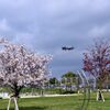 桜　2024　その七