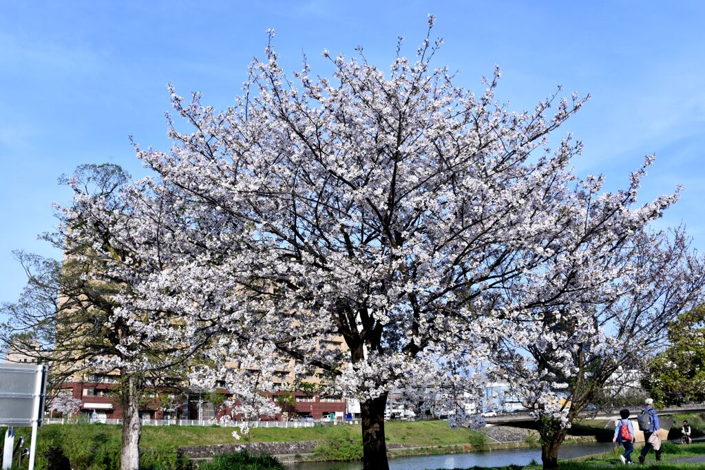 桜　2024　その十二
