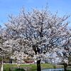 桜　2024　その十二