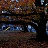 我が街「2024紅葉」06