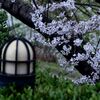 「春ですね」5
