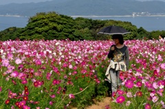 「忘れな草」155「秋桜」その一