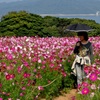「忘れな草」155「秋桜」その一