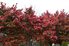 一歩・二歩・散歩（2025冬）06