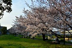 2022 桜咲く！（近所のさくらも満開です）