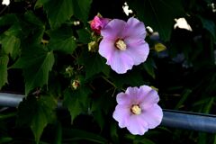 らんだむ。らんだむ。ラン！ラン！ラン！その二十「花」
