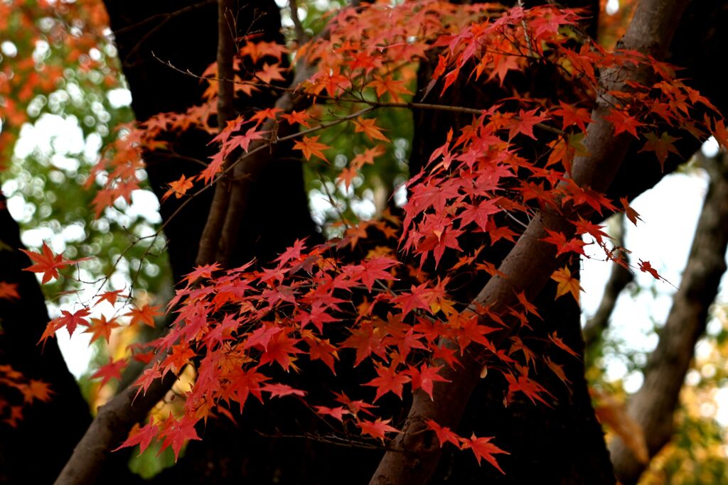 「燃え尽きるのが」
