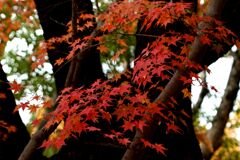 「燃え尽きるのが」