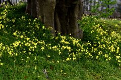 「キュウリのパパ」05 「キュウリのパパ」05