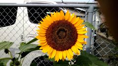 ???ひまわりって今ごろも咲くんですね。知らんやった。（＾＾；