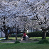 桜　2024　その十一