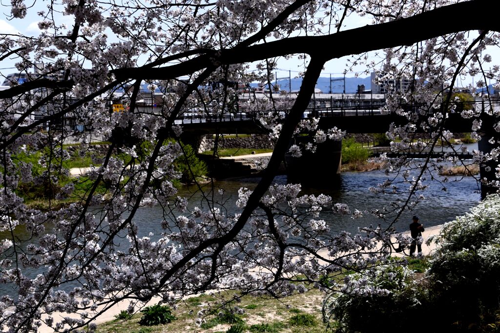 「2025桜 」14
