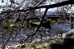「2025桜 」14
