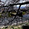 「2025桜 」14