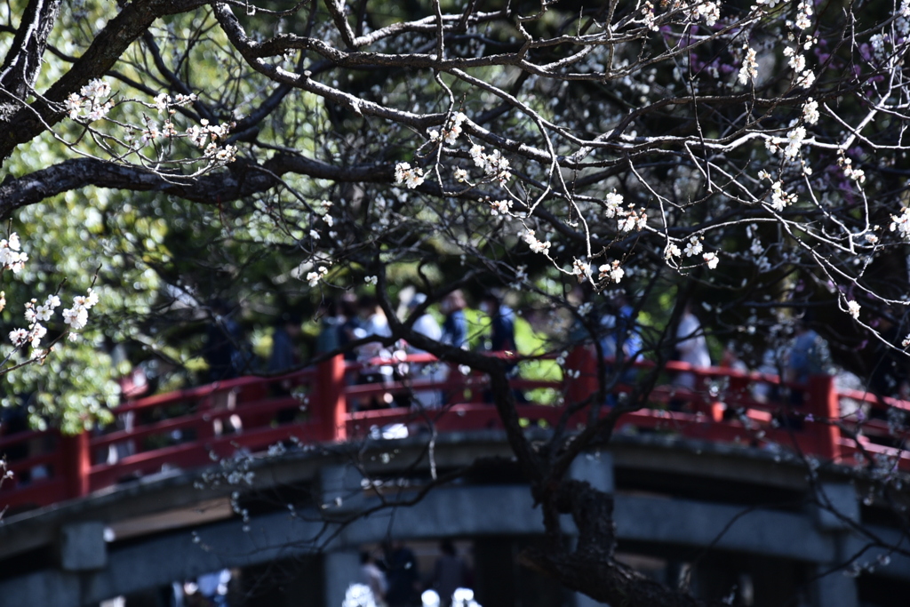 太宰府天満宮  2024/02   その五