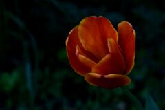 「キュウリのパパ」03 「キュウリのパパ」03