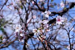 突然ですが桜咲く　１