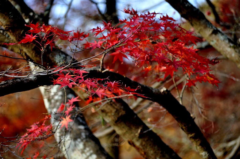 らんだむ。らんだむ。ラン！ラン！ラン！その三十「紅葉」２