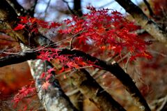 らんだむ。らんだむ。ラン！ラン！ラン！その三十「紅葉」２