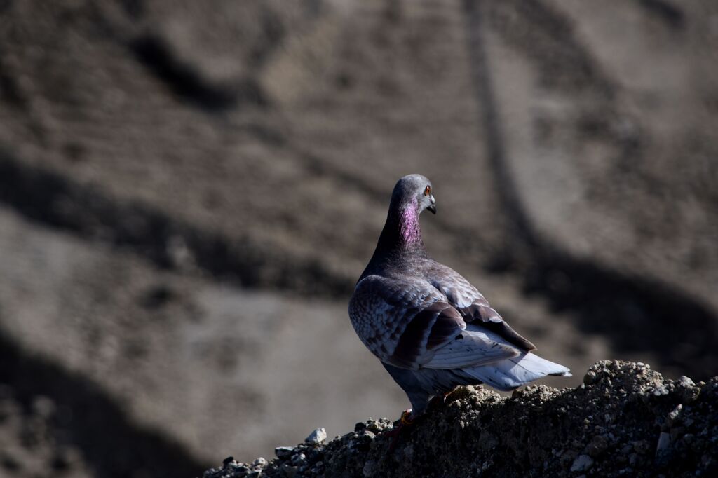 らんだむ。らんだむ。ラン！ラン！ラン！その六十三「何処へ２」