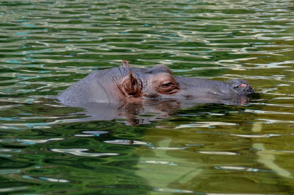 忘れな草　137  「東山動物園」