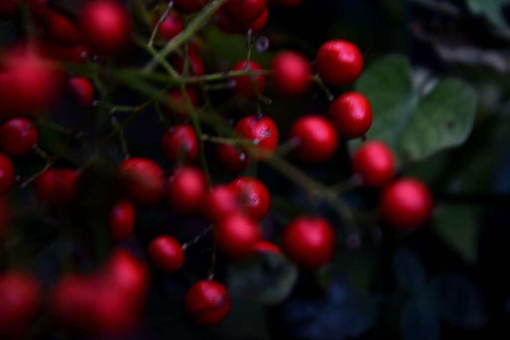 我が街「2024紅葉」04
