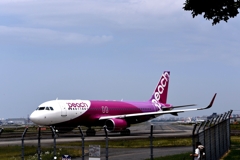 PEA 311