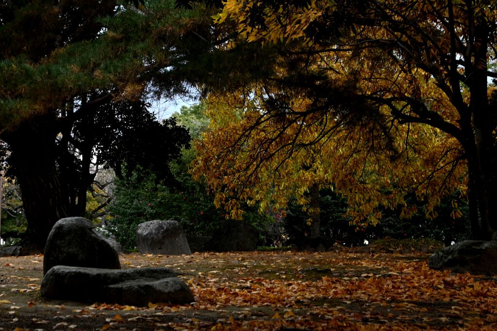 一歩・二歩・散歩（2025初冬）01