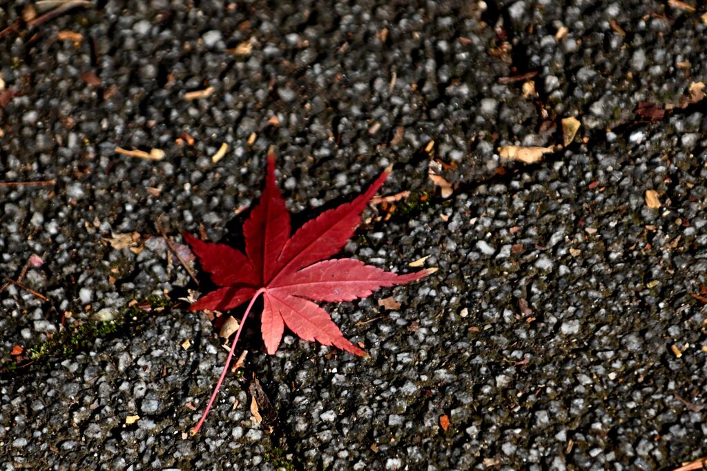 一歩・二歩・散歩（2025初冬）04「恋」