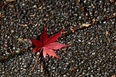 一歩・二歩・散歩(2025初冬)04「恋」