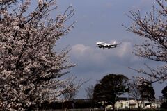 「2025桜 」12