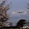 「2025桜 」12