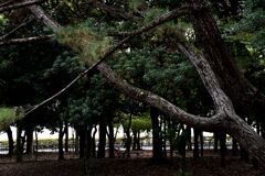 「人生模様」その二十四「花は咲かねど」