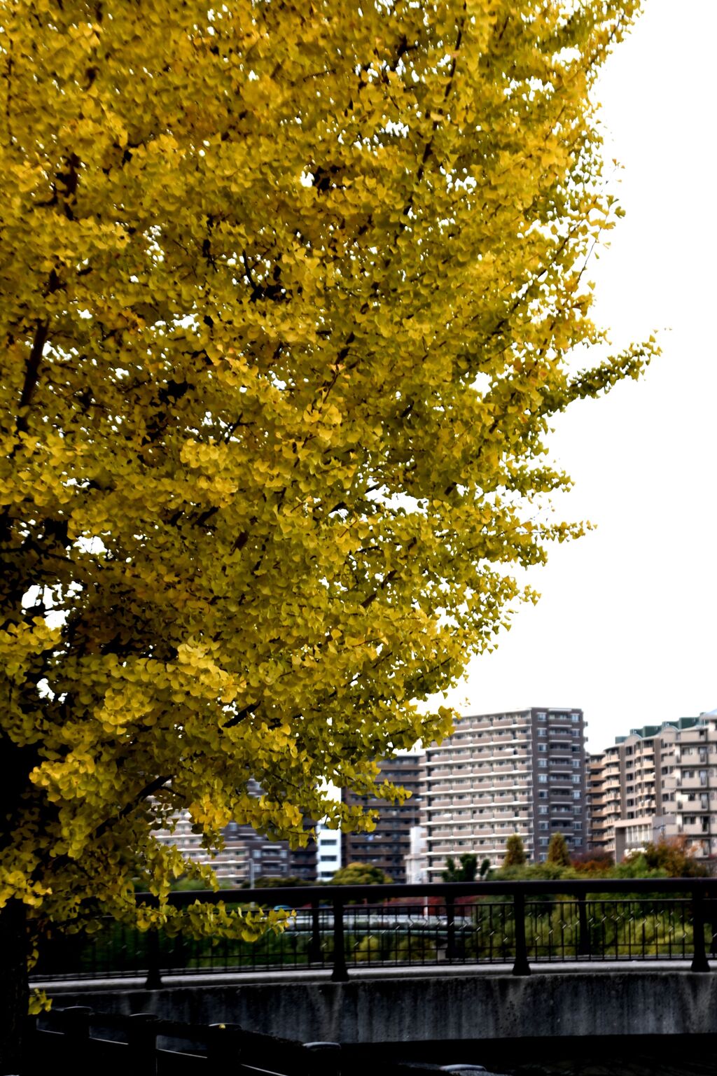 我が街「2024紅葉」02
