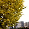 我が街「2024紅葉」02