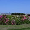 忘れな草　120「ときめいて　花に恋せど　春はゆく」