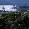 「2024ヒコ撮り場の秋」04