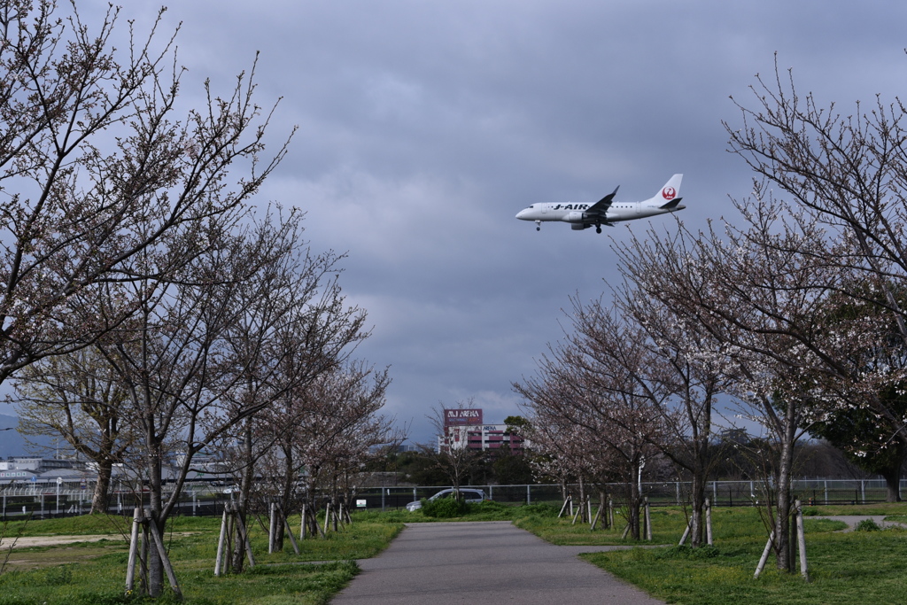 桜　2024　その二（JAL 1175）