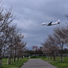 桜　2024　その二（JAL 1175）
