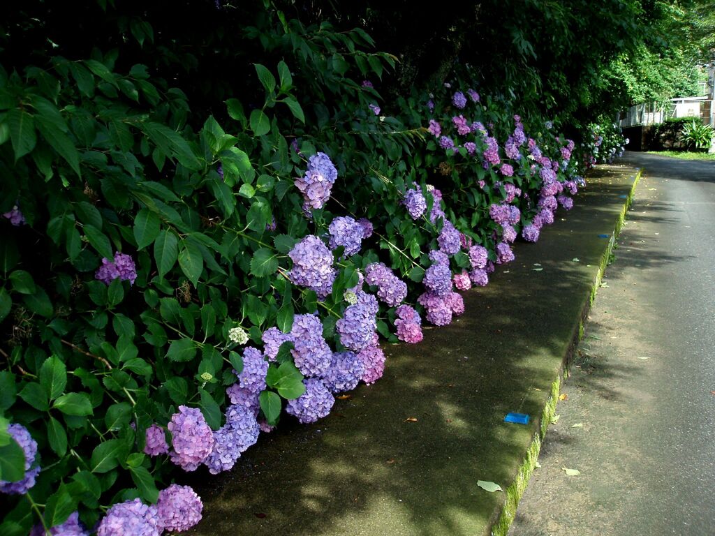 紫陽花の小路